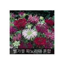 타샤튜더 정원의 꽃씨 모음., 64. 벨가못 파노라마 혼합 10립