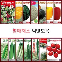 열매 채소 씨앗 모음 토마토 방울토마토 고추 양파 옥수수 오이 호박 씨 채소재배, 44.오크라 50립
