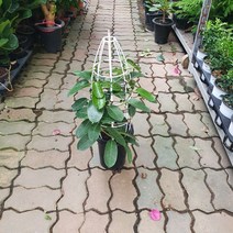 50~70cm 219 마다가스카르쟈스민 대품