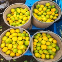 [올레돌밭농원] 23년 제주직송 하우스감귤 1.5kg 2.5kg 4.5kg 가정용, 하우스귤4.5Kg로얄과