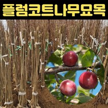 핫딜몬 플럼코트 묘목 1년생 티파니 살구 자두 과실수, 1개