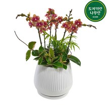 도자기랑나무랑 서양란 동양란 승진 영진 취임 오픈 결혼축하화분 개업난 선물, 금나비 서양난 DSP-090, 1개