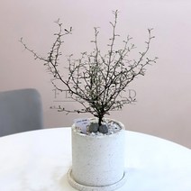 플라랜드 공기정화식물 거실화분 마오리 코로키아 그린 테라조 대리석 백색 원형화분, 마오리 코로키아(그린)_테라조필통(화이트)