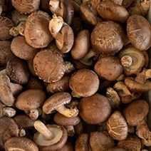 장흥 표고버섯 생 표고 상품 가정용 실속형 버섯 1kg 2kg, 가정용 1kg, 1개