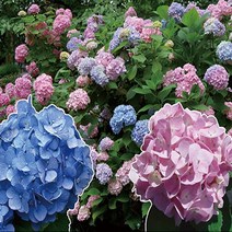 수국/엔들레스썸머 오리지날/7치화분/묘목/d0417