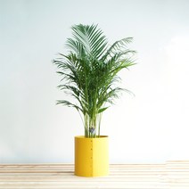 대형 아레카야자 옐로우 플랫츠 가죽커버화분 공기정화식물, 추가+3천원
