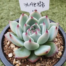 다육세상 다육이 카시오적금