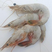 도담 급냉 자연산 대하1kg(30미내외), 단품