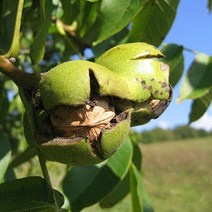 리서스원예 호두나무묘목 호두 신령 묘목 접목2년, 호두신령 2년 특묘