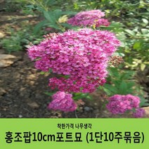 조팝나무 묶음모음, 황금조팝H0.3~0.4(30~40cm) 5주