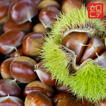 22년 햇밤 공주 정안 햇밤 알밤 깐밤 군밤 칼집밤 포르단 에어프라이어용 군밤, 1개, 선택09. 22년 햇밤 알밤 1kg