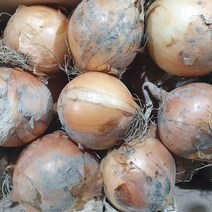 햇양파 자색양파 최상품 특상사이즈 2kg 4kg 9kg 15kg 무안양파 반찬 양파즙, 일반양파 9kg 특상사이즈/최상품