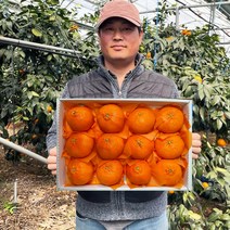 [제주농부직접보냄]22년12월수확 품질보장 제주 제철 귤 레드향 선물용 가정용, 3kg