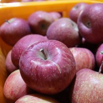 2022년 햇사과 부사 강원도 삼척사과 한입사과 5kg(22~26과내외) 가정용 꼬마사과 고랭지 사과, 한입사과 5kg (22~26과내외)