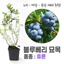 깨비농장 블루베리 나무 묘목 재배 키우기 (품종: 휴론), 휴론