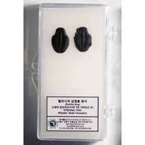 고생대 표준화석 엘라시아 삼엽충 화석(크기별 선택), 크기 10~15mm