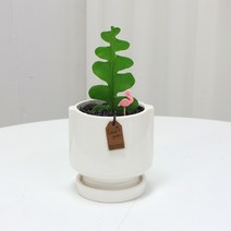 피쉬본 선인장 다육 생선뼈 공기정화 식물 화분 세트, ear41111피쉬본