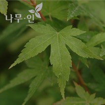 [나무인] 단풍나무 묘목 (홍단풍)특묘 5그루
