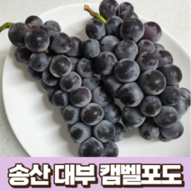 송산 대부 켐벨포도 1kg 국산 농장 산지 직송 캠벨포도 국내산 송산 포도 대부 포도 켐벨 포도 대부도포도 캠밸 포도 경기 화성 송산 안산 대부 대부도, 1박스, 3kg(6~11수)