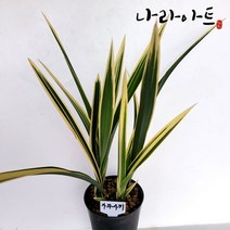 나라아트 가와사끼(3-4촉) 동양란 풍란 난
