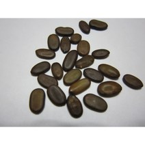 자귀나무씨앗 25g(500립)