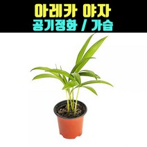 곰빵 아레카야자 실내공기정화식물 가습기능 강력정화, 1개