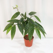 갑조네 베고니아타마야 희귀식물 인테리어식물 외목대 꽃화분, 1개