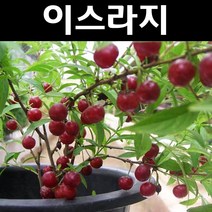 이스라지/산앵두 나무 묘목 키1m(분) 1개/정원/공원/조경수