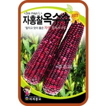 자색 찰옥수수 씨앗 150립 자홍찰옥수수 종자 텃밭채소 purple corn seeds, 단품