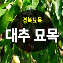 [경북농원] 대추나무묘목 접목 특묘 (왕대추/복조대추/사과대추), 복조대추 접목  중묘