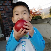 금가네꿀사과 선물용 명품 경북영주사과 부사 소백산 안동 대구 부석사과 5kg 10kg, 가정용 중대과10KG
