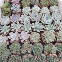 [공룡꽃식물원]미니모둠다육이 5개묶음 39
