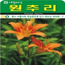 AR 원추리 꽃이 아름다워 관상용으로 씨앗, 1개