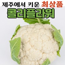 (최상품) 국산콜리플라워 국내산 국산 제주 생 콜리플라워 컬리플라워 브로콜리 3kg 5kg 10kg, (1) 제주특산품 컬리플라워 3kg