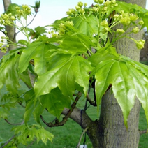 산삼고로쇠 묘목 고로쇠나무 특묘/4주 J0985