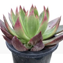 메릴그림(중품)-에케베리아/매혹의창/반려식물/다육, 1개