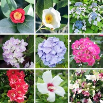 꽃나무 50종 묘목 야생화 공기정화식물 화분 키우기, 여름꽃 13 무늬 산수국 x 1포트