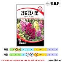 헬프팜 겹꽃접시꽃 30립 꽃씨 종자 씨앗 세계종묘