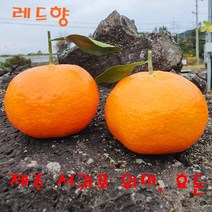 제주 서귀포 위미 효돈 레드향 한라봉 당일수확후 배송 2kg 3kg 5kg 가정용과 선물용세트, 2kg(가정용)