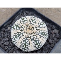 선인장/슈퍼투구-2757 아프리카농장