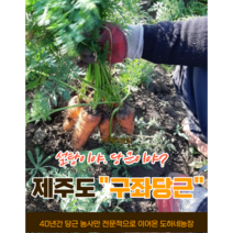 (도하네농장)국산 제주 구좌 당근 햇 흙 5kg 10kg 20kg 산지직송, (중) 주스용 10kg