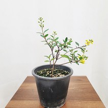 [하늘꽃농원] 긴꾸따루 야생화