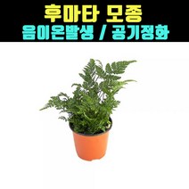 곰빵 후마타 모종 음이온 실내공기정화식물 고사리