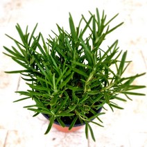 향기나는 로즈마리 키우기 쉬운 허브 화분 도매화원, 본상품선택
