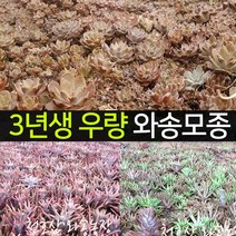 국산토종 3년생 우량 와송모종 [ 100개 ] 와송씨앗 천호산와송농장