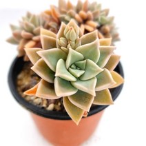러브코리아 은무원 철화 키우기 물이들면 예쁜 다육식물 랜덤0413, 단품, 1개