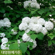 설구화 키80cm 흙분 꽃나무 정원수
