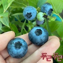 블루베리묘목 1+1 3년생 블루베리나무 재배 키우기 메도우락 듀크 첸들러 한나초이스 뉴하노버