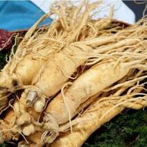 금산 인삼 5~6년근 수삼모음 가정용 식당용 750g 가성비제품, (무료세척) 콩난 20뿌리 내외