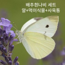 나비 배추흰나비 키우기 세트/배추흰나비 한살이/알+먹이화분+사육통, 기본형(알:2~4+먹이식물+사육통)